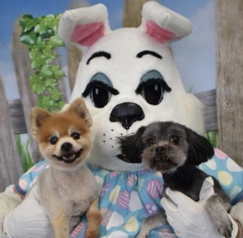 Pet Photos with the Easter Bunny